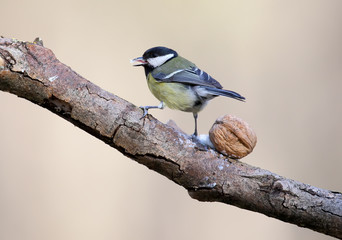 Fototapeta premium Great tit on a diagonal branch with walnut and sticking out tongue isolated on a blurry beige background