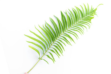 green leaves of fern isolated on white