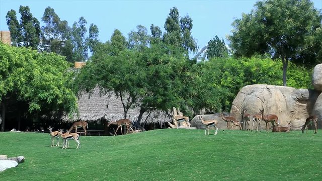 Deer standing on shore of pond. Beautiful landscape