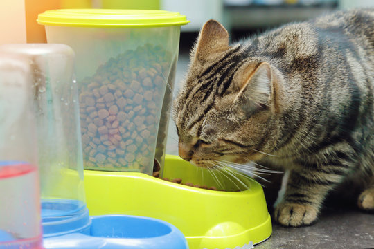 chat tigr&eacute; tabby mangeant croquettes dans gamelle distributeur de nourriture  