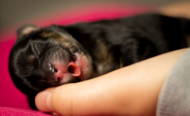 new born sweet defenseless black puppy with extended pink tongue held in hands on a colored background, closeup