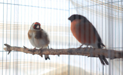 Beautiful songbirds: a goldfinch looks at the bullfinch