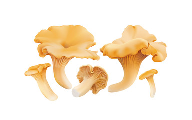 Chanterelle ( Cantharellus cibarius ) edible wild mushrooms. Realistic vector illustration on white background.

