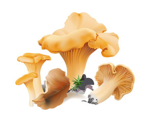  Chanterelle ( Cantharellus cibarius ) edible wild mushrooms, moss, fallen leaf. Realistic vector illustration on white background.

