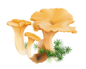  Chanterelle ( Cantharellus cibarius ) edible wild mushrooms, moss, fallen leaf. Realistic vector illustration on white background.
