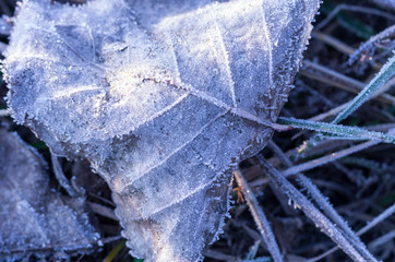 Early winter. Autumn leaves under the frost. Morning frost.