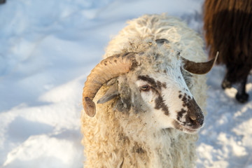 A herd of sheep on a farm in a winter day