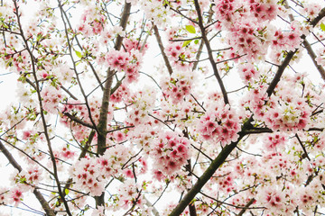 Closeup Blossom pink sakura tree in the Tianyuan Temple,Taiwan