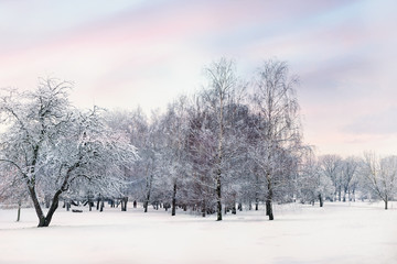 Evening in the snow-covered winter forest.