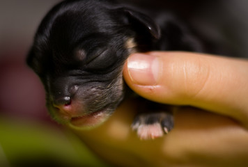 newborn sweet defenseless black puppy held in hands on a colored background, closeup