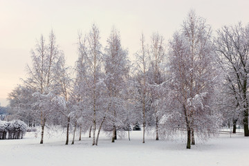 .Evening in the snow-covered winter forest.