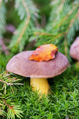 boletus in moss - mushroom picking - forest and wood