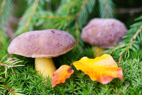 boletus in moss - mushroom picking - forest and wood