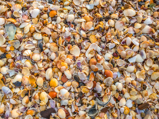 Sea Shells at the Beach.