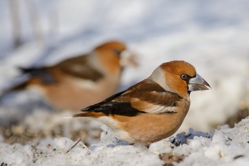 two hawfinch (Coccothraustes coccothraustes) on the snow