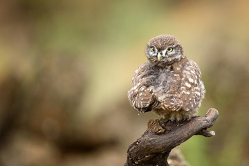 little owl (Athene noctua) sitting near the nest on a stick