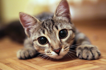 adorable cat with big eyes looking at the camera