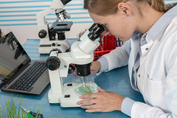 scientist with green plant in modern laboratory. woman study of genetic modified GMO plants in the laboratory