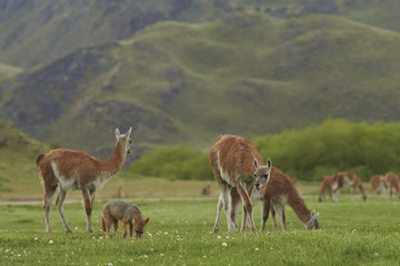 South American Grey Fox (Lycalopex griseus) searching for food amongst a group of Guanaco (Lama guanicoe) in Valle Chacabuco, northern Patagonia, Chile.
