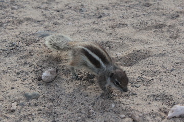 Scoiattolo berbero allo stato brado nella Playa del Salmo, Fuertevntura