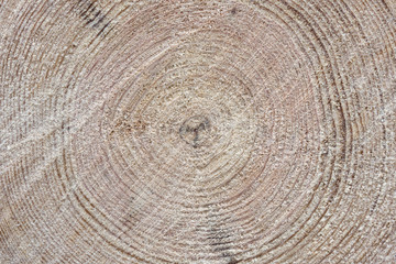 texture of tree stump