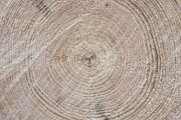 Naklejka premium texture of tree stump
