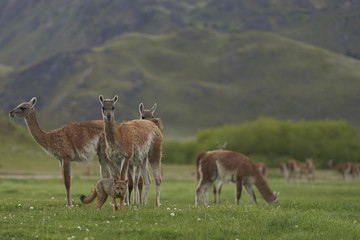 South American Grey Fox (Lycalopex griseus) searching for food amongst a group of Guanaco (Lama guanicoe) in Valle Chacabuco, northern Patagonia, Chile.