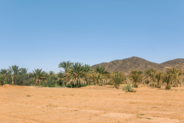 green palm trees in desert	valley in Sahara 
