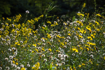 Flower meadow in springtime