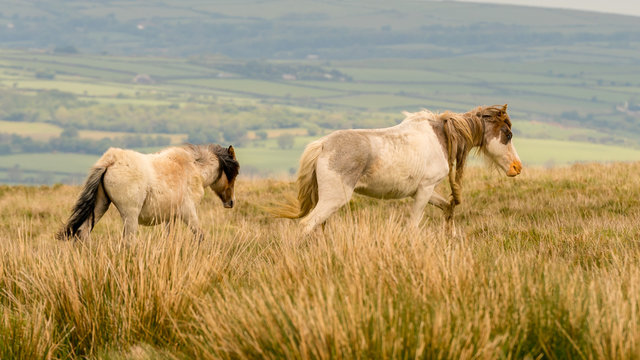 Wild Horses On A Grey And Windy Day Near Foel Eryr, Clynderwen, Pembrokeshire, Dyfed, Wales, UK