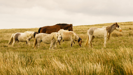 Obraz na płótnie Canvas Wild horses on a grey and windy day near Foel Eryr, Clynderwen, Pembrokeshire, Dyfed, Wales, UK