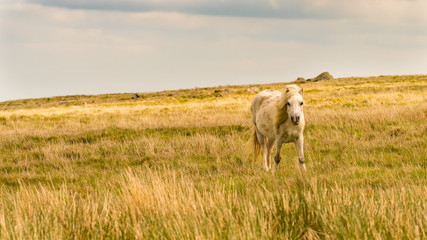 Wild horses on a grey and windy day near Foel Eryr, Clynderwen, Pembrokeshire, Dyfed, Wales, UK