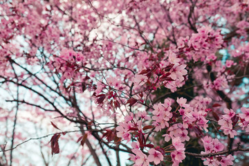 Blühender Kirschbaum