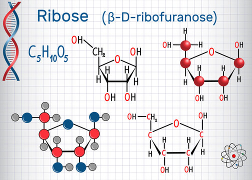 Ribose (&beta;-D-ribofuranose) molecule, it is a pentose monosaccharide (simple sugar), it forms part of the backbone of RNA