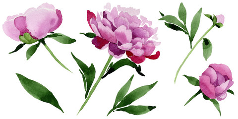 Wildflower pink peony flower in a watercolor style isolated. Full name of the plant: peony. Aquarelle wild flower for background, texture, wrapper pattern, frame or border.