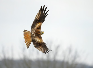 Red kite flying over the farmland fields in Oxfordshire, UK.