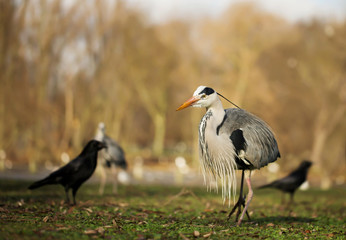 Grey heron (Ardea cinerea) standing on a green grass field in London park. Urban wildlife.