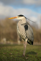 Grey heron (Ardea cinerea) standing on a green grass field in London park. Urban wildlife.