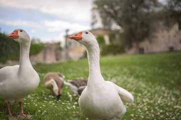 Gänse am Gardasee