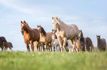 Herd of horses