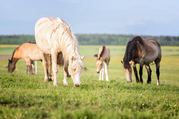 Obraz na płótnie Canvas Herd of horses