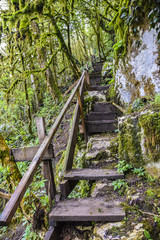 old wooden bridge steps in the jungle overgrown abandoned