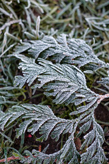 frost covered pone tree leaves on the ground