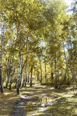 Fototapeta premium Birch tree autumn grove. Altai landscape