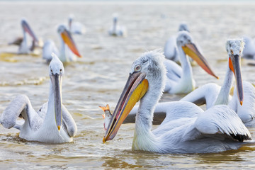 Fototapeta na wymiar pelikans in Kerkini Lake in northern Greece