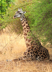 Thornicroft Giraffe sitting down under a tree resting and shading from the hot African Sun.  South Luangwa National Park, Zambia, Southern Africa