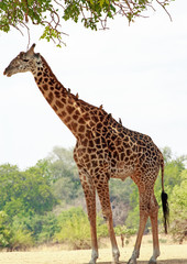 Portrait of a large Thornicroft Giraffe with oxpeckers perched on it's back against a natural bush and tree background in South Luangwa National Park, Zambia, Southern Africa