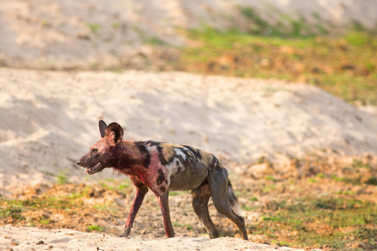 African Wild Dog (Painted Dog) - Lycaon pictus - covered in blood after a recent kill and walking across the dry sandy riverbed in South Luangwa National Park, Zambia