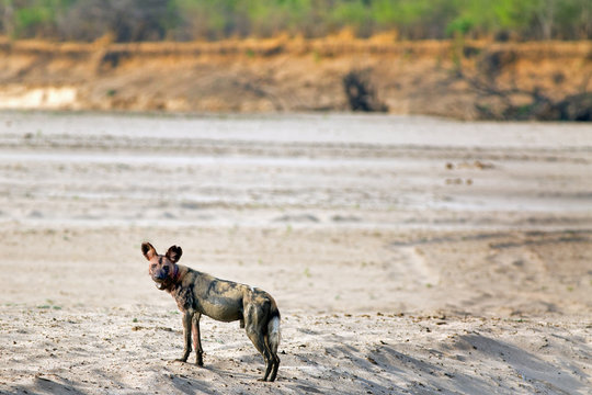 Solitary African Wild Dog (Lycaon pictus) with a bloody face,  standing alert on the dry sandy riverbed in South Luangwa National Park, Zambia