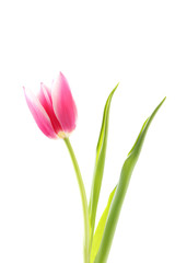 Pink tulip isolated on a white background